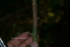 Dichapetalum gelonioides